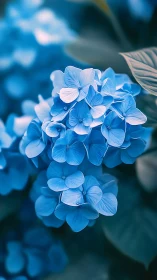 Hydrangea Inflorescence: Clustered Florets in Depth-Layered Optical Rendering