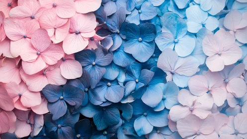 Gradient Hydrangea Flowers Color Transition