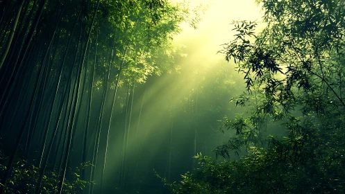 Volumetric sunlight penetrating dense emerald bamboo grove