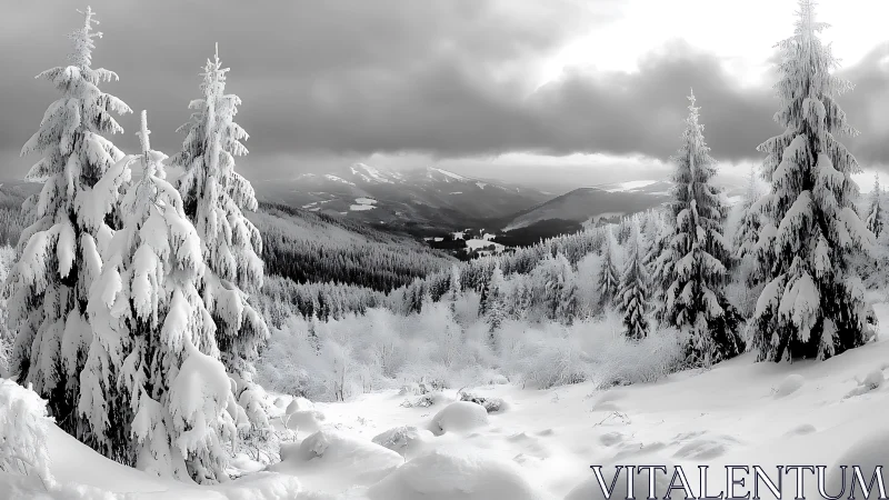 High contrast winter conifer forest under dense stratiform cloud