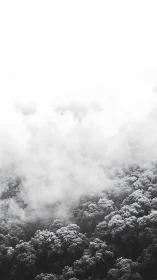 Misty Forest Canopy Beneath Low-Hanging Cloud Cover