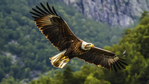 Majestic bald eagle soaring over lush green forest landscape.