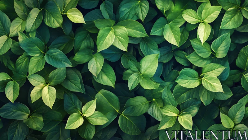 Leafy chorus murmurs softly in layered emerald rhythms