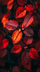 Crimson autumn leaves glow against deep shadowed bokeh.
