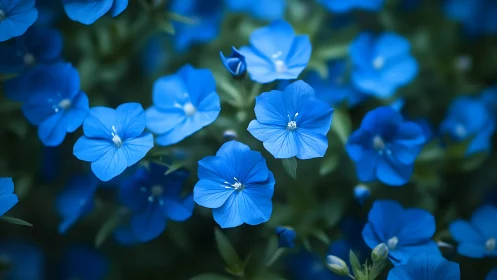Radiant Blue Blossoms Dancing in Morning Light.