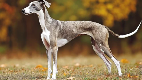 Sleek whippet poised in autumn meadow, carved from swift wind.