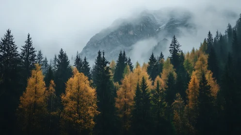 Alpine Landscape with Atmospheric Fog, Coniferous Forest, and Stratified Mountain Peak