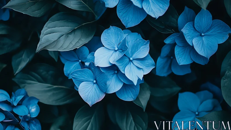 Blue Hydrangea Flowers with Dark Foliage.
