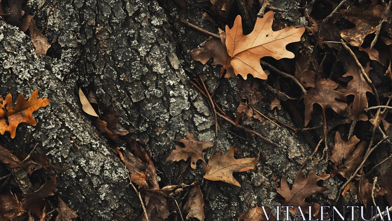 Dry oak leaves scattered across rough textured tree bark.