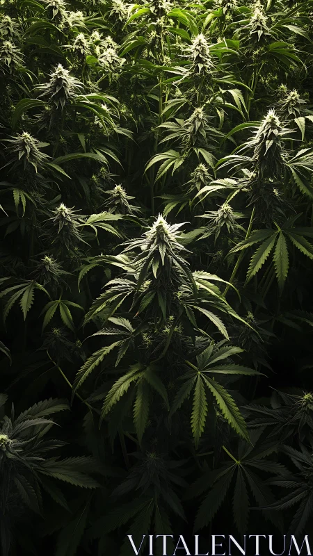 Lush green cannabis garden glowing in gentle filtered light.
