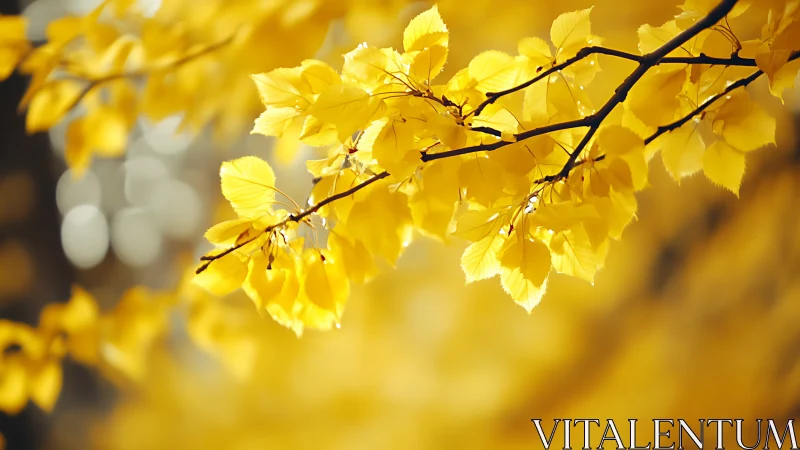 Golden-leaf chorus shimmering in soft, forgiving autumn light.