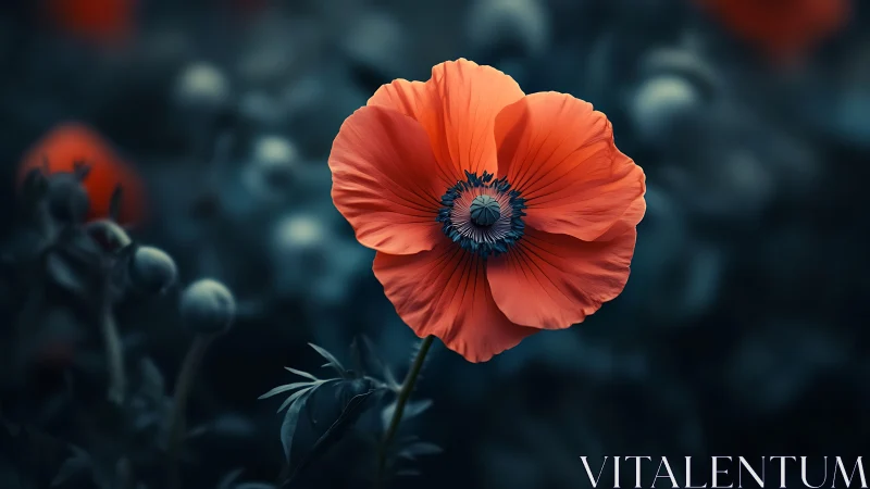 Red Poppy with Dark Blue-Green Background.