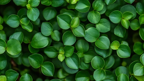Macro overhead view of glossy green foliage with round leaves