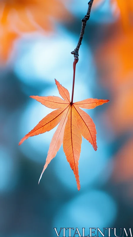Solitary maple star hangs quietly in a soft bokeh sky