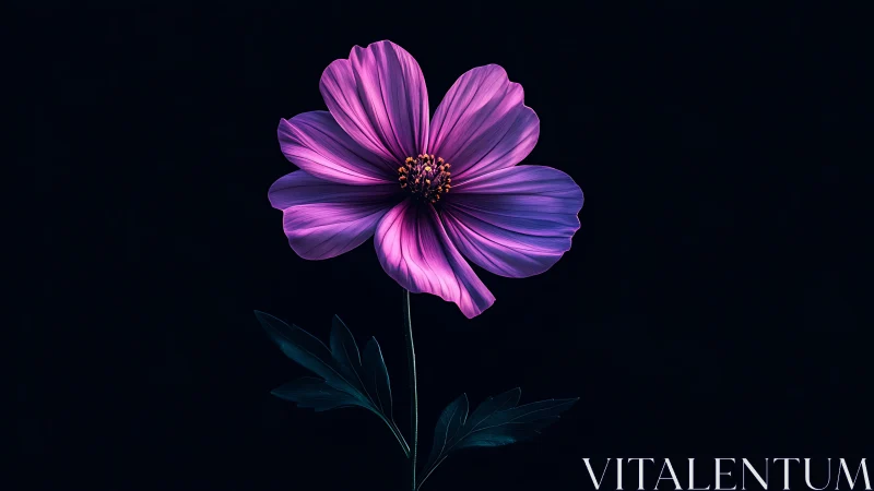 Magenta cosmos flower rendered with chromatic separation against dark void