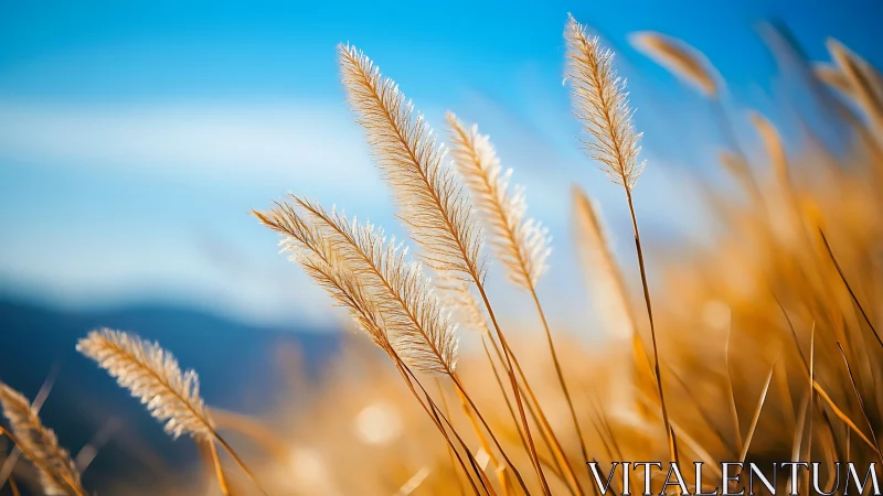 Golden grass seed heads under clear blue sky at sunrise.