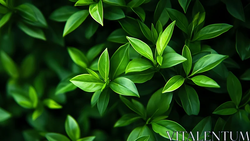 Lustrous green foliage cluster in soft-focus composition.