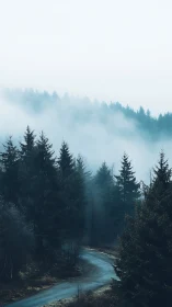 Misty forest valley with river through coniferous landscape.