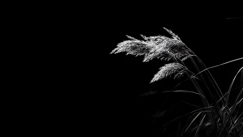 Silver reeds whisper into the void of a midnight horizon.