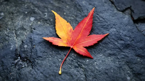 Red maple leaf on dark stone background in close focus.