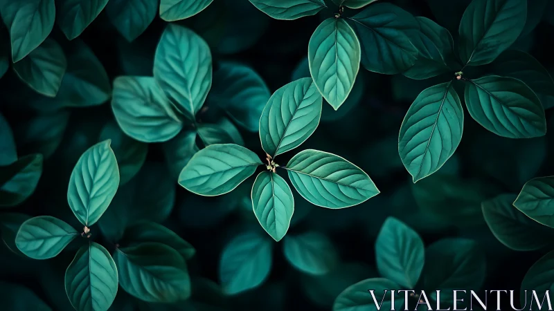 Dark green foliage with sharp leaf detail in soft focus.