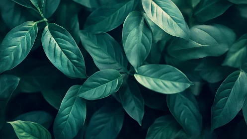 Dense cluster of green elliptical leaves in soft focus.