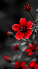 Red Cosmos Flowers with Selective Color Depth of Field Effect