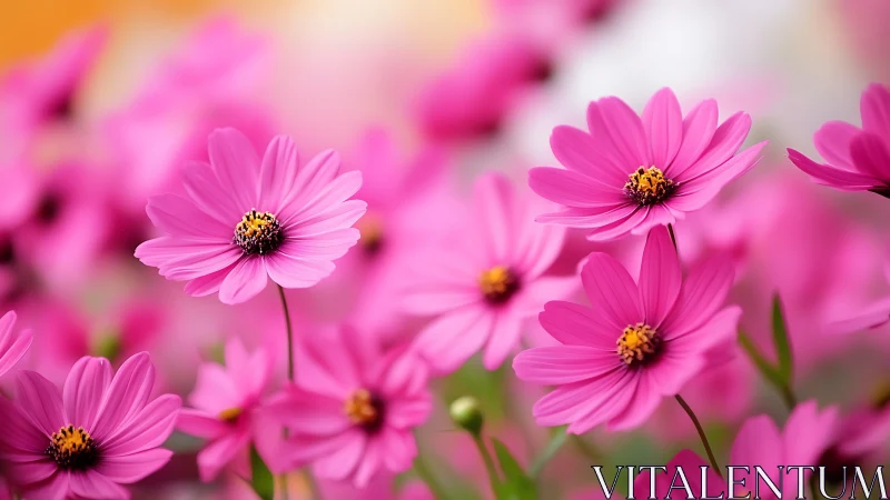 Pink Cosmos Flowers in Full Bloom with Yellow Centers