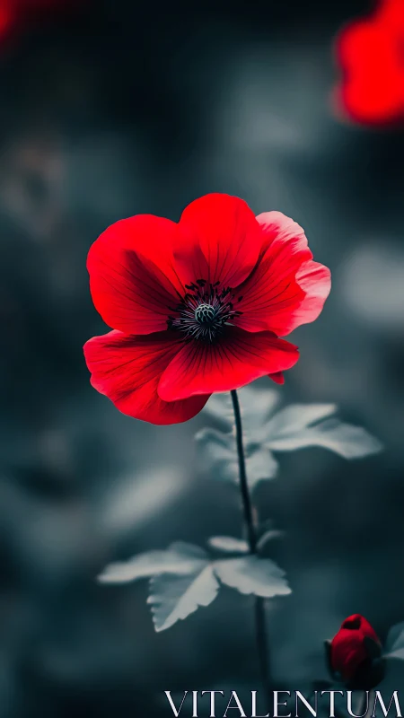 Crimson Poppy with Radial Anther Structure Against Desaturated Background.