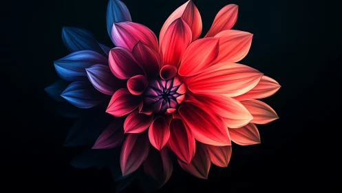 Luminous Dahlia Bloom. Vibrant Gradient Study.