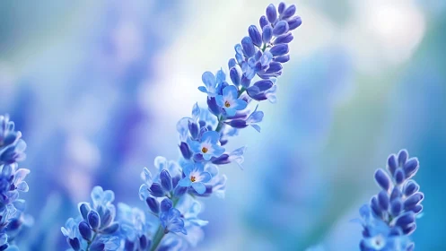 Blue Lupine Flowers in Sharp Focus Against Soft Bokeh