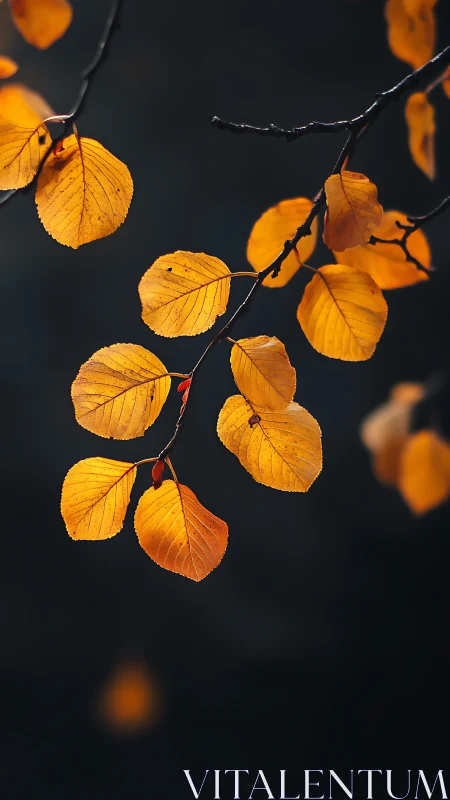 Backlit autumn beech leaves on dark negative-space background.