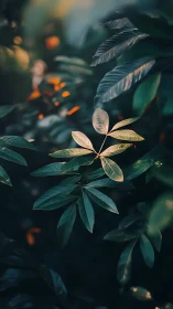 Soft evening light resting on quiet emerald leaves.
