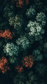 Forest canopy mosaics glow in scattered teal and ember light.