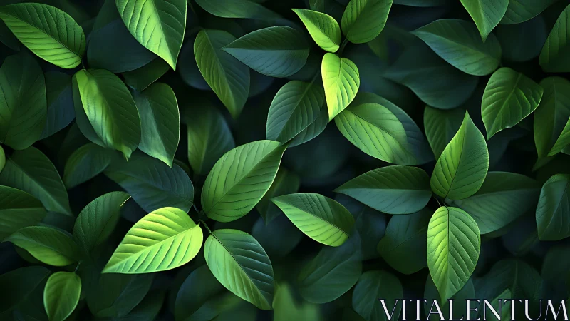 Overlapping green leaves form a dense, evenly lit surface