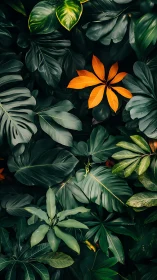Bold orange leaves nestled in deep emerald jungle calm.