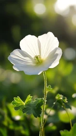 Sunlit white blossom quietly claims the morning spotlight