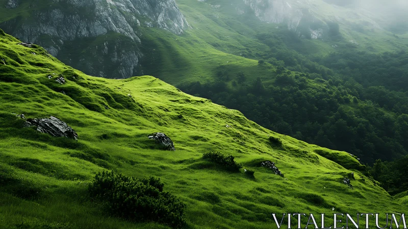 Sunlit green hills roll gently into a misty mountain forest