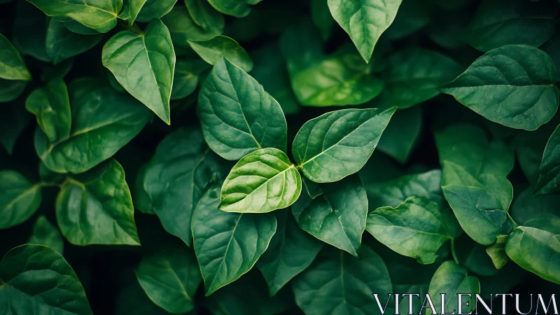 Lush green leaves form a calming natural background pattern.