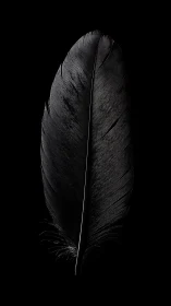 Single dark feather glows gently against deep black background.