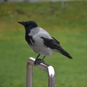 The crow sits on a metal pipe