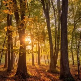 Tall glowing trees surround you, their leaves shimmering in the soft morning sunlight.