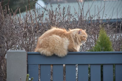 The red cat sits on the fence