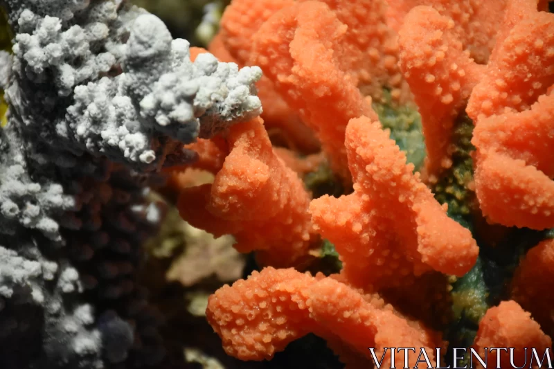 Coral's Radiance: Unusual Bright Orange Texture Unveiled Free Stock Photo