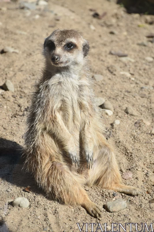 A Relaxed Sitting Suricate Enjoying The Warm Breeze Free Stock Photo