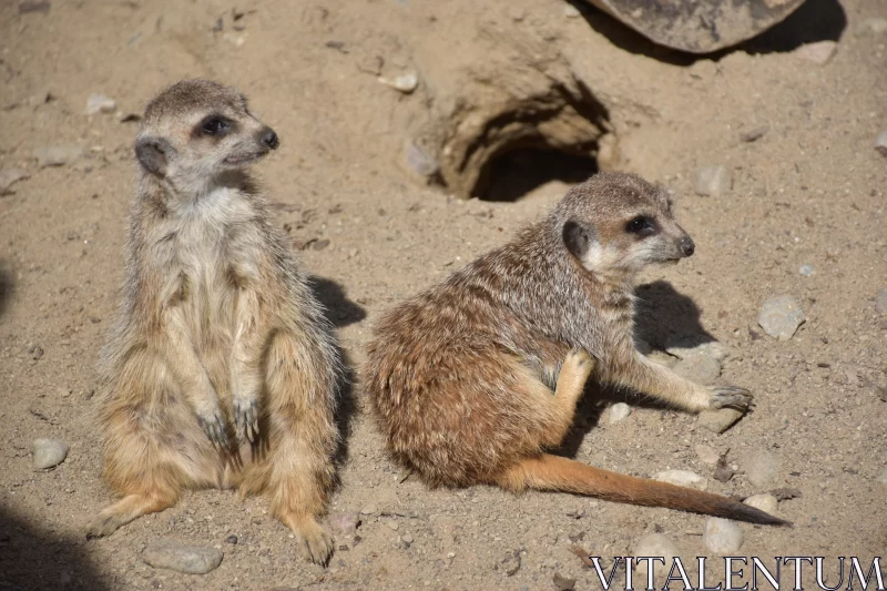 Two Suricate Brothers Have A Little Fun Playing In The Sand Free Stock Photo
