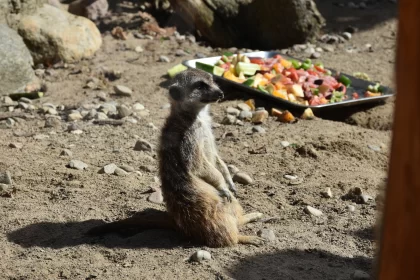 What Happens To A Suricate After He Eats The Whole Watermelon?