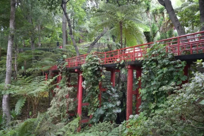 A Stunning Bridge Hidden In The Depths Of The Jungle