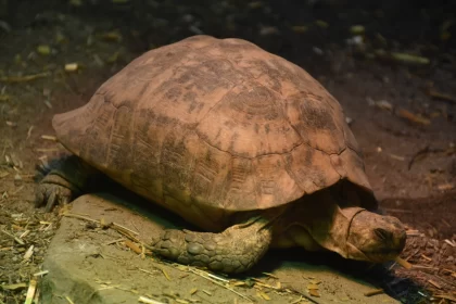 The Tortoise: A Loving Guide To Your Pet's Well-Being