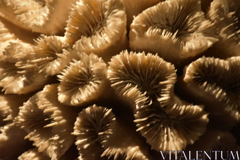 Coral Wonders: Living Creatures with Delicate Tentacle Resemblance Free Stock Photo